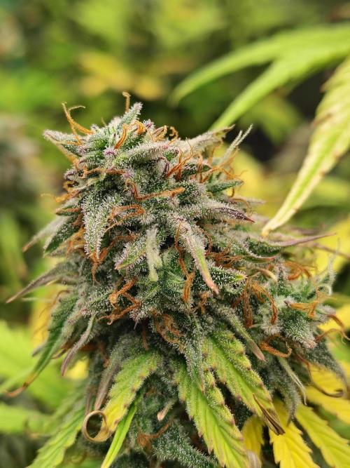 Goupy Banana. Week 9