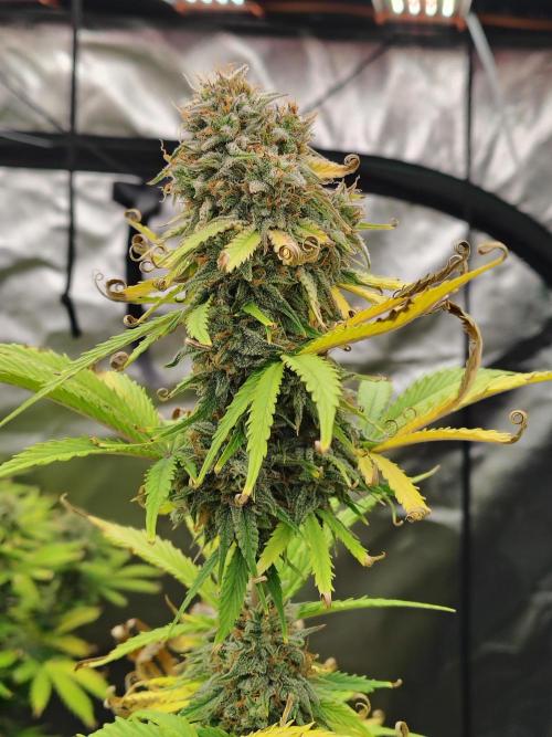 Goupy Banana. Week 9