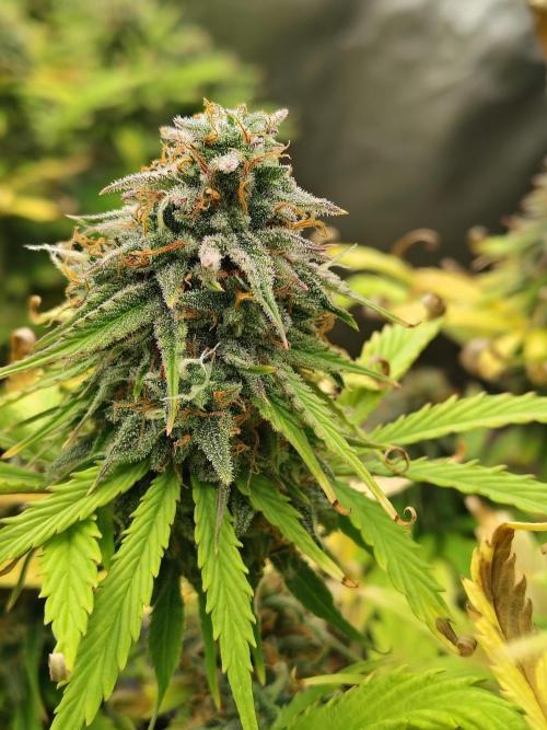 Goupy Banana. Week 9