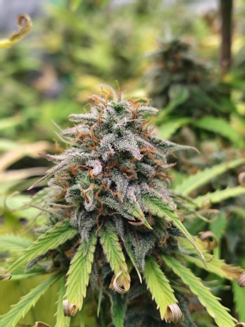 Goupy Banana. Week 9