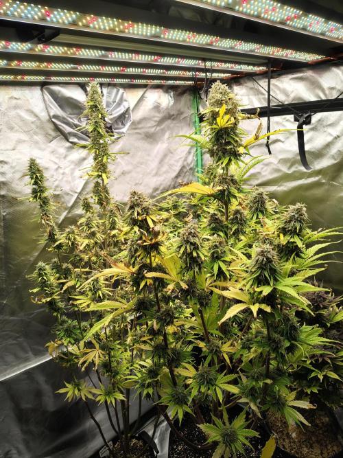 Goupy Banana. Week 9