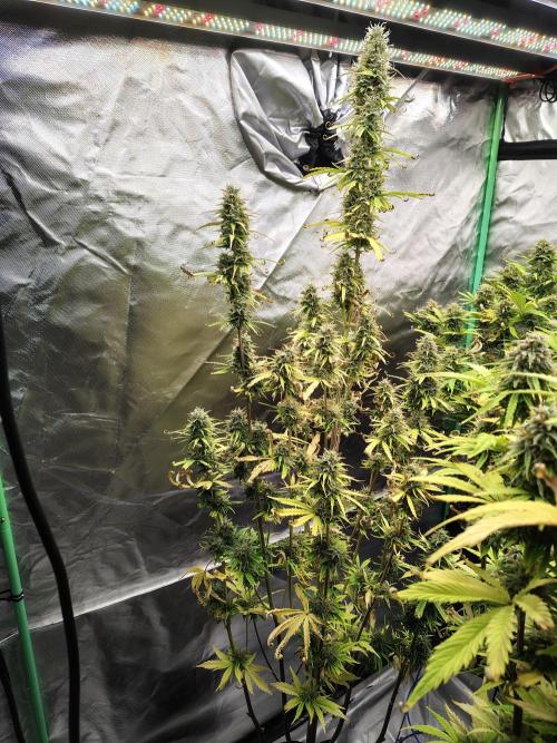 Goupy Banana. Week 9