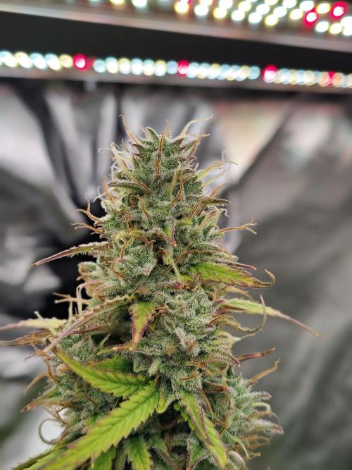 Goupy Banana. Week 9