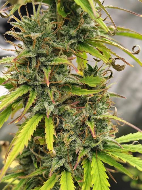 Goupy Banana Auto. Week 9