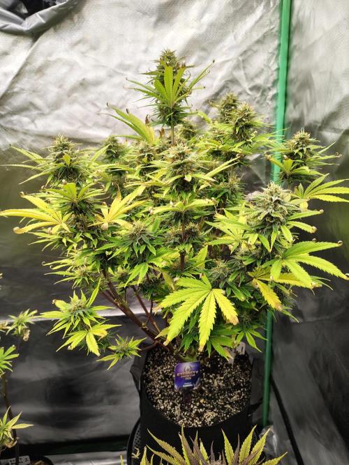Sticky Broccoli. Week 9