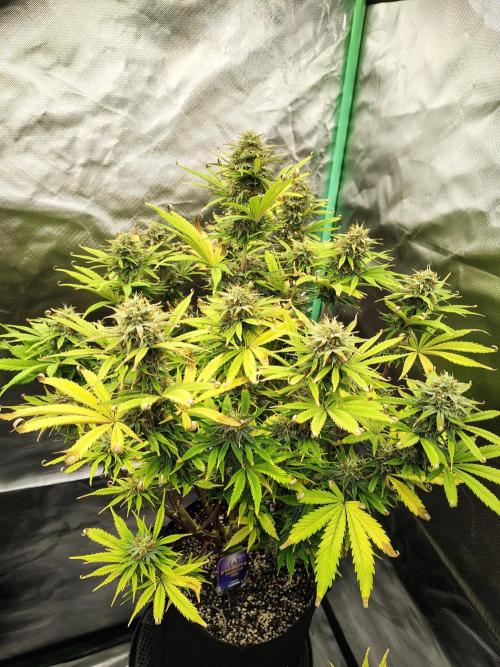 Sticky Broccoli. Week 9
