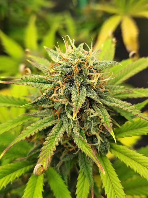 Sticky Broccoli. Week 9