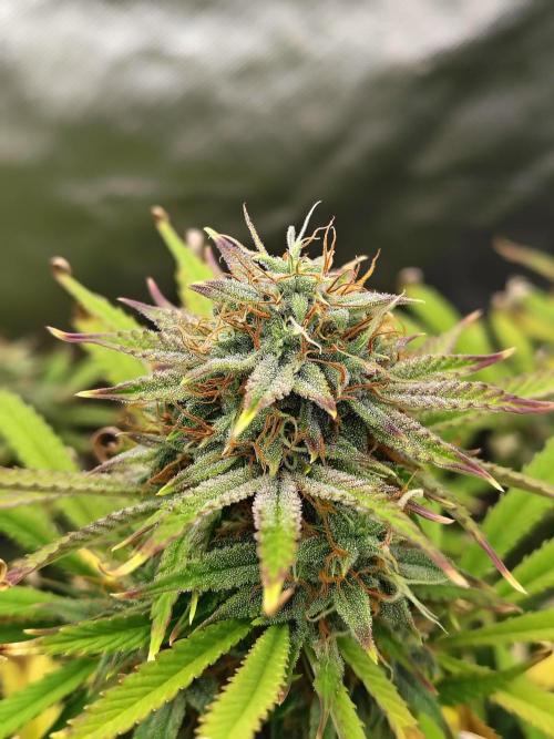 Sticky Broccoli. Week 9