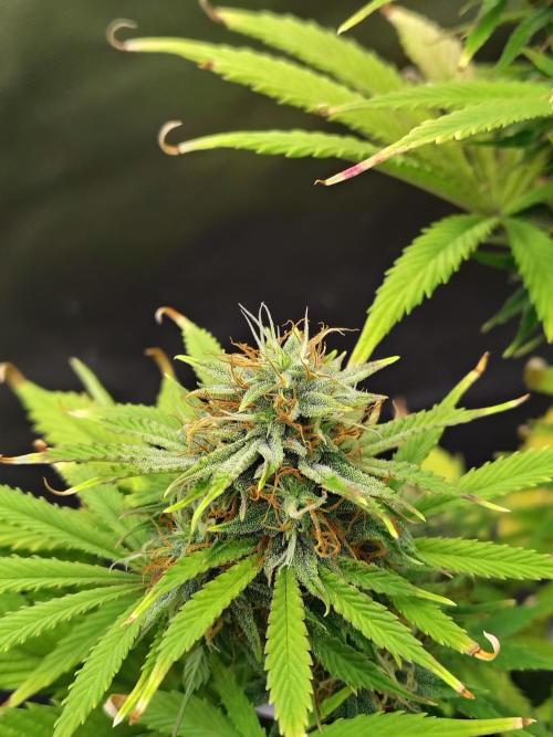 Sticky Broccoli. Week 9