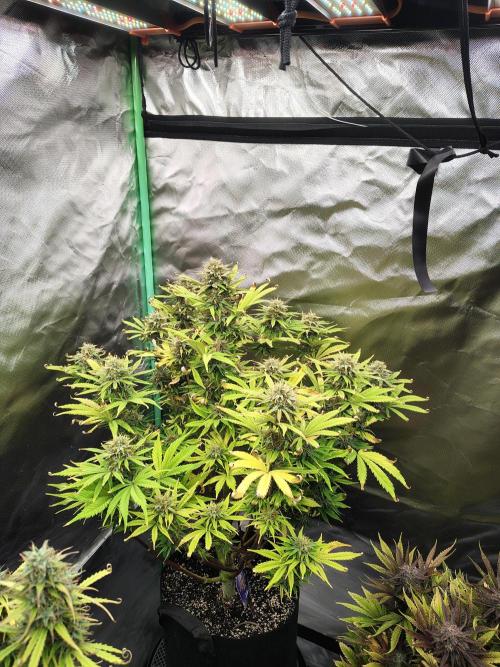 Sticky Broccoli. Week 9