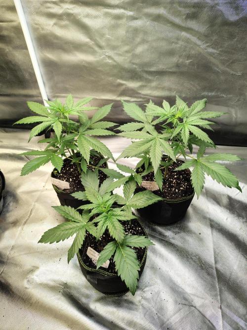 Cherry Cookies Auto. Week 3