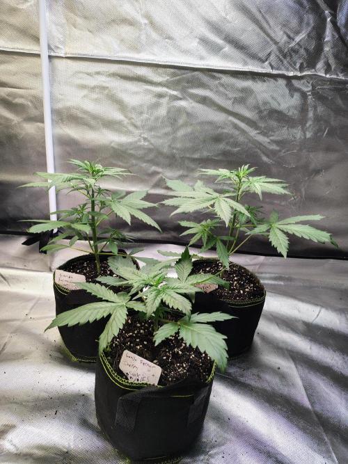 Cherry Cookies Auto. Week 3