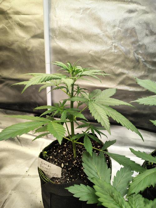 Cherry Cookies Auto. Week 3