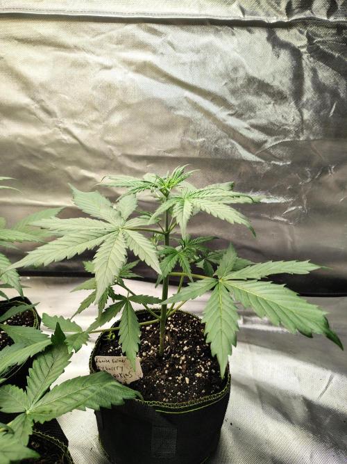 Cherry Cookies Auto. Week 3