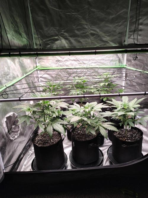 Toad island S1. Week 4