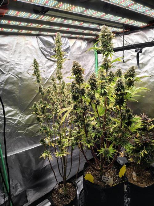 Goupy Banana. Week 10