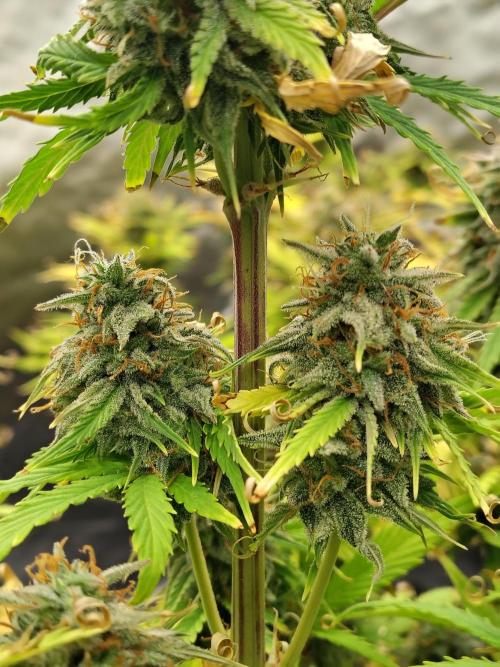 Goupy Banana. Week 10
