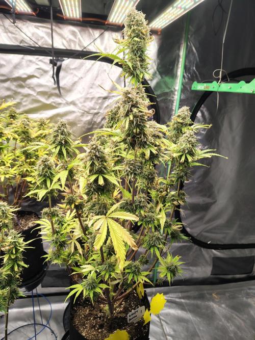 Goupy Banana. Week 10