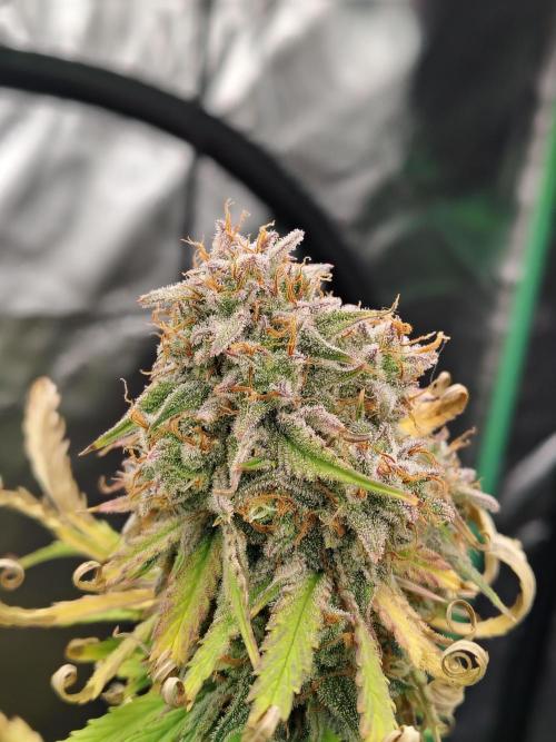 Goupy Banana. Week 10