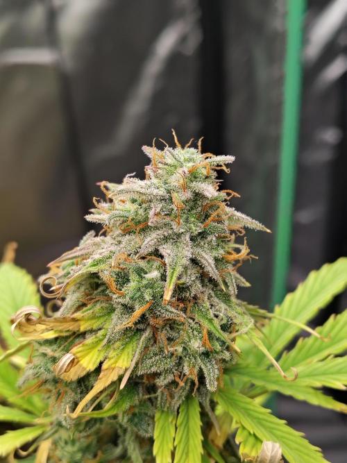Goupy Banana. Week 10