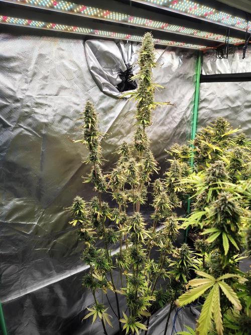Goupy Banana. Week 10
