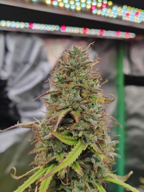 Goupy Banana. Week 10