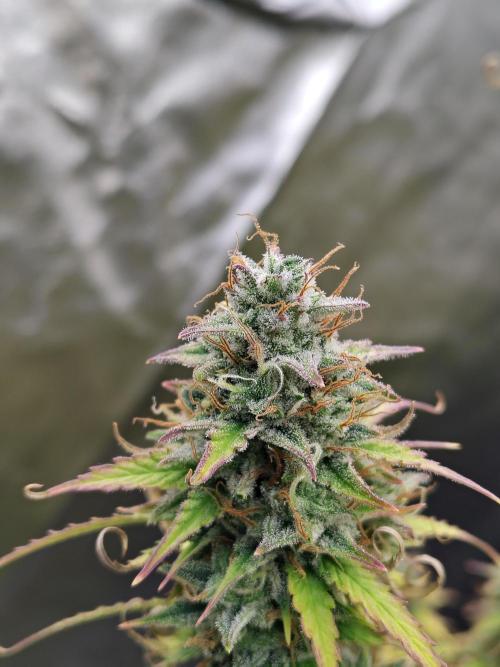 Goupy Banana Auto. Week 10