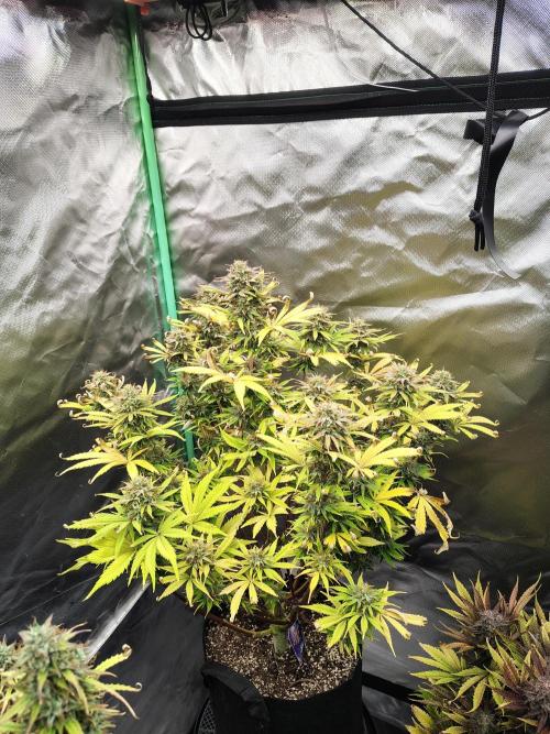 Sticky Broccoli. Week 10