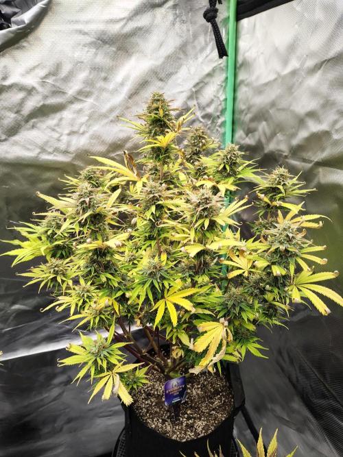 Sticky Broccoli. Week 10