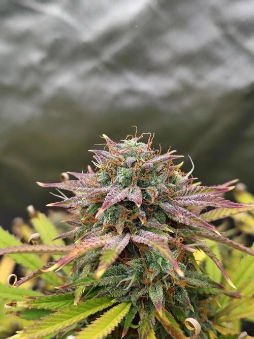 Sticky Broccoli. Week 10