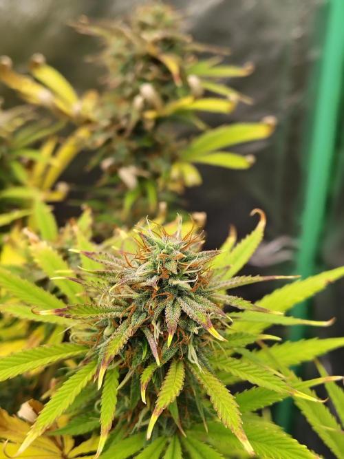 Sticky Broccoli. Week 10