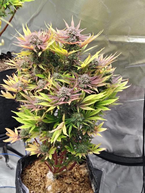 The Perm. Week 12 - Last plant day 92 