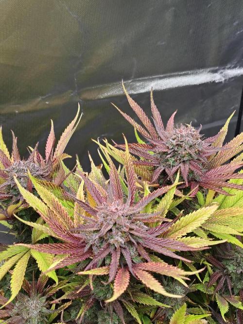 The Perm. Week 12 - Last plant day 92