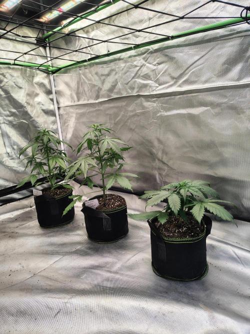 Cherry Cookies Auto. Week 4
