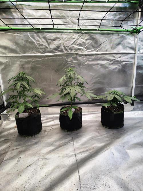 Cherry Cookies Auto. Week 4