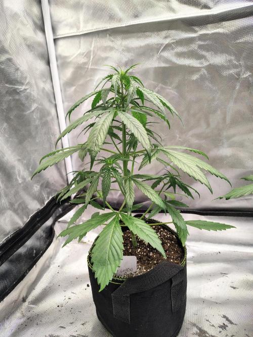 Cherry Cookies Auto. Week 4