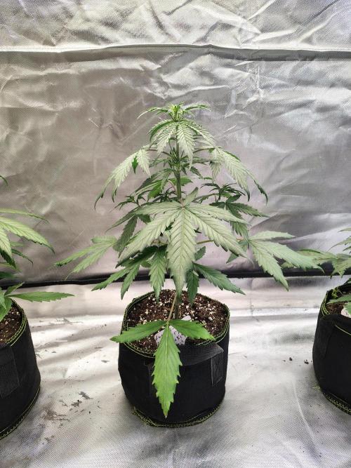 Cherry Cookies Auto. Week 4