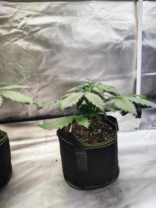 Cherry Cookies Auto. Week 4