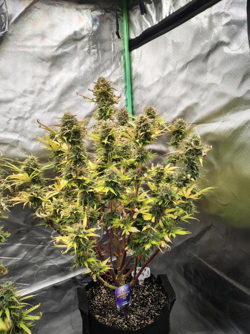 Sticky Broccoli. Week 11