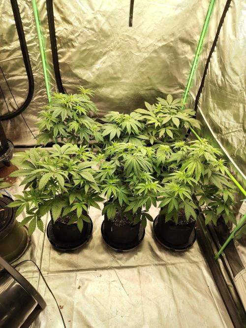 Toad island S1. Week 5