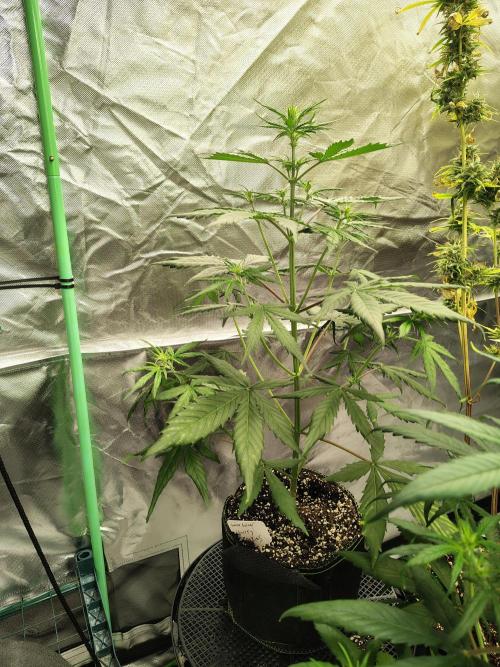 Cherry Cookies Auto. Week 4