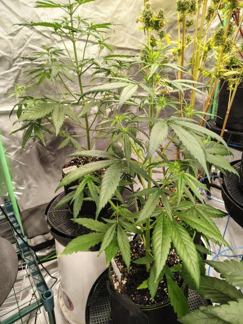 Cherry Cookies Auto. Week 4