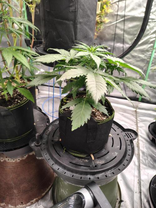 Cherry Cookies Auto. Week 4