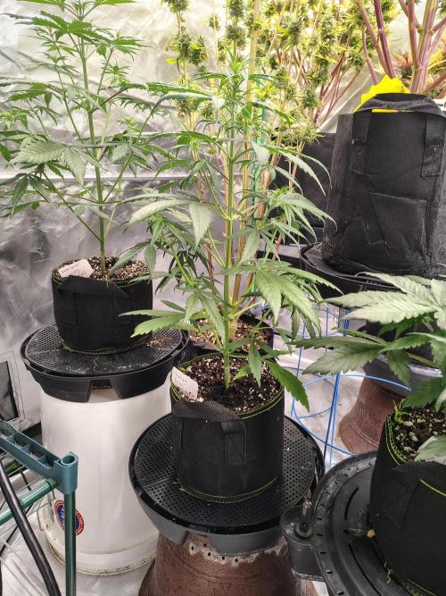 Cherry Cookies Auto. Week 4