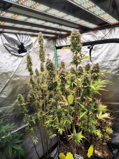 Goupy Banana. Week 11