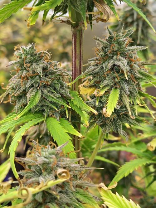 Goupy Banana. Week 11