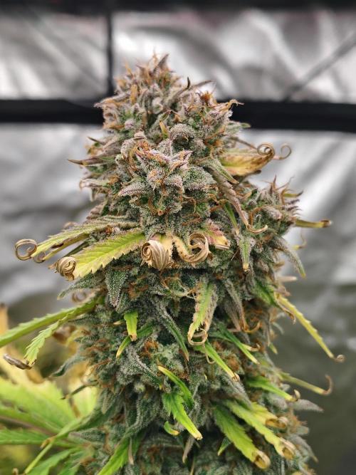 Goupy Banana. Week 11