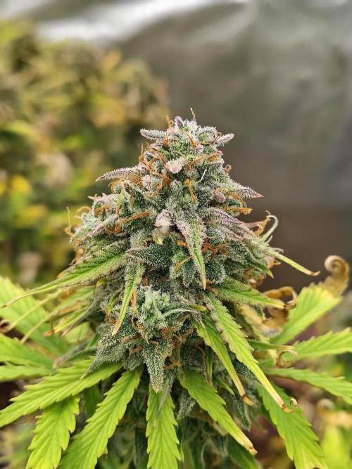 Goupy Banana. Week 11