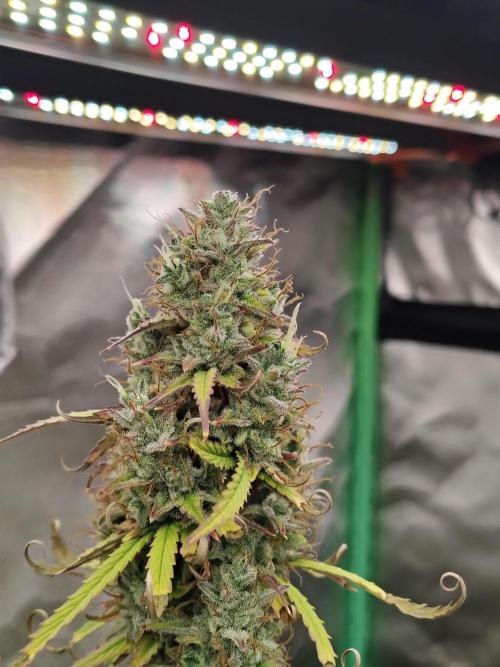 Goupy Banana. Week 11