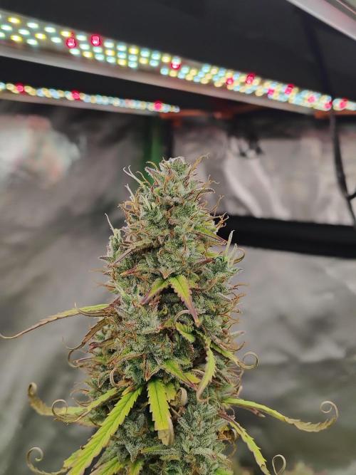 Goupy Banana. Week 11